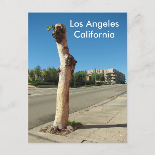 Carte postale Arbre Cool de Los Angeles ! (Devant)
