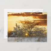 Carte Postale Arbre coucher de soleil hiver Vermont (Devant / Derrière)