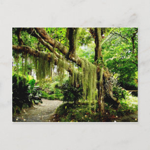 Carte Postale Arbre couvert de mousse verte