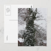 Carte Postale Arbre couvert de neige (Devant / Derrière)