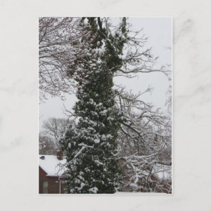 Carte Postale Arbre couvert de neige