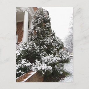 Carte Postale Arbre couvert de neige