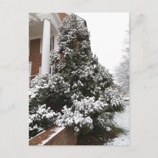 Carte Postale Arbre couvert de neige (Devant)