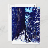 Carte Postale Arbre couvert de neige (Devant / Derrière)