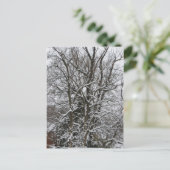 Carte Postale Arbre couvert de neige (Debout devant)