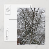 Carte Postale Arbre couvert de neige (Devant / Derrière)