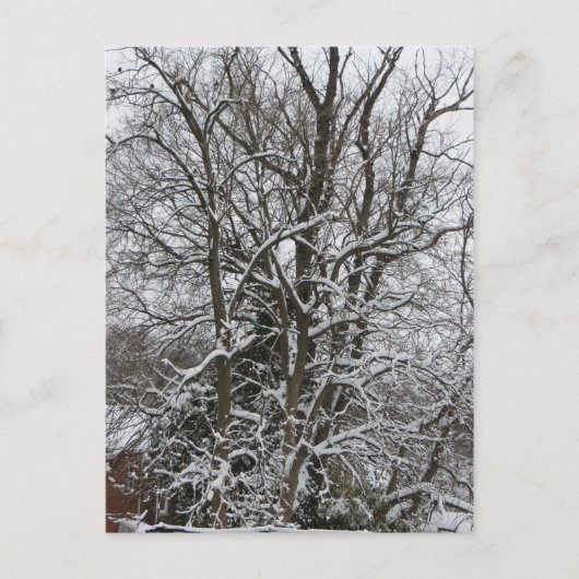 Carte Postale Arbre couvert de neige (Devant)