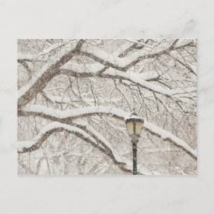 Carte Postale Arbre couvert de neige 2