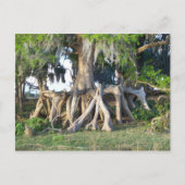 Carte Postale Arbre Cypress (Devant)
