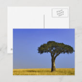 Carte Postale Arbre d'acacia isolé dans les plaines herbeuses, M (Devant / Derrière)