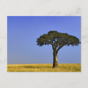 Carte Postale Arbre d'acacia isolé dans les plaines herbeuses, M