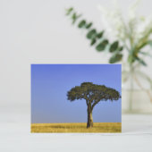 Carte Postale Arbre d'acacia isolé dans les plaines herbeuses, M (Debout devant)