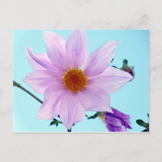 Carte Postale Arbre Dahlia