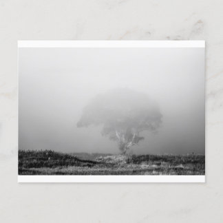 Carte Postale Arbre dans le brouillard