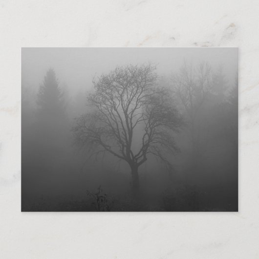 Carte Postale Arbre dans le brouillard (Devant)