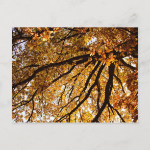 Carte Postale Arbre d'automne