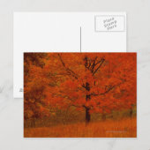 Carte Postale Arbre d'automne au feuillage rouge (Devant / Derrière)
