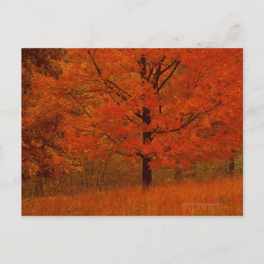 Carte Postale Arbre d'automne au feuillage rouge (Devant)