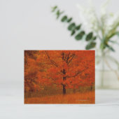 Carte Postale Arbre d'automne au feuillage rouge (Debout devant)