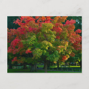 Carte Postale Arbre d'automne dans le jardin public de Boston