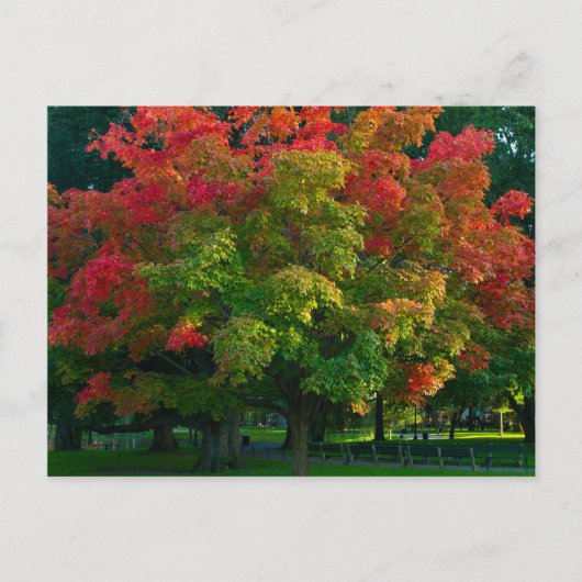 Carte Postale Arbre d'automne dans le jardin public de Boston (Devant)