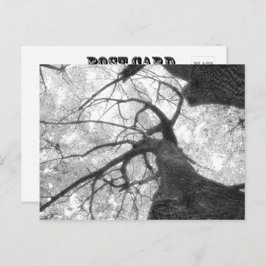 Carte Postale Arbre d'automne en noir et blanc (Devant / Derrière)
