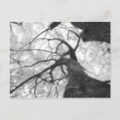 Carte Postale Arbre d'automne en noir et blanc (Devant)