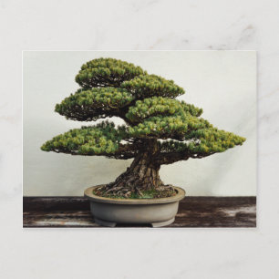 Carte Postale Arbre de bonsaïs de White Pine de Japonais