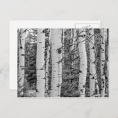 Carte Postale Arbre de bouleau dans les bois (Devant / Derrière)