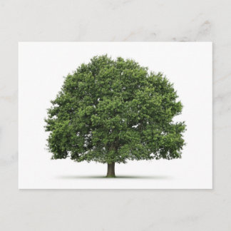 Carte Postale Arbre de chêne