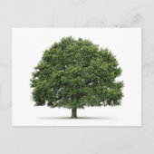 Carte Postale Arbre de chêne (Devant)