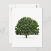 Carte Postale Arbre de chêne (Devant / Derrière)