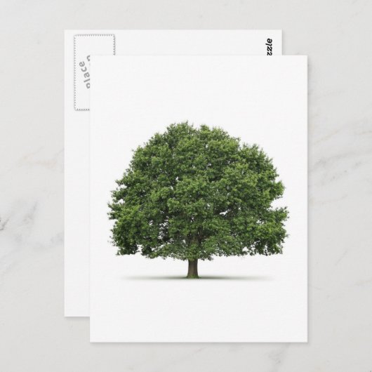 Carte Postale Arbre de chêne (Devant / Derrière)