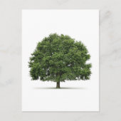 Carte Postale Arbre de chêne (Devant)