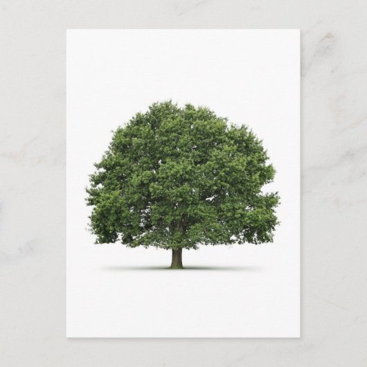 Carte Postale Arbre de chêne (Devant)