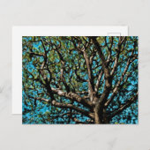 Carte Postale Arbre de chêne (Devant / Derrière)