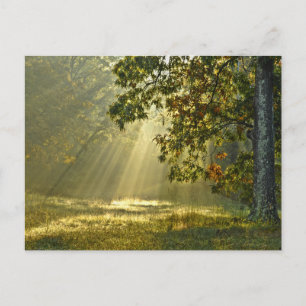 Carte Postale Arbre de chêne avec poutres de soleil du matin