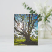 Carte Postale Arbre de chêne vivant au sud (Debout devant)