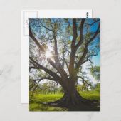 Carte Postale Arbre de chêne vivant au sud (Devant / Derrière)