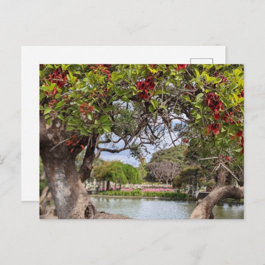 Carte Postale Arbre de corail dans le parc (Devant / Derrière)
