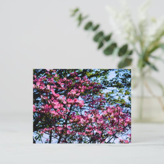Carte Postale Arbre de cornouiller à fleurs élégant rose (Debout devant)