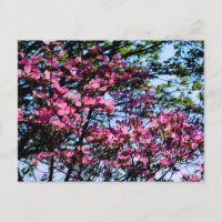 Arbre de cornouiller à fleurs élégant rose