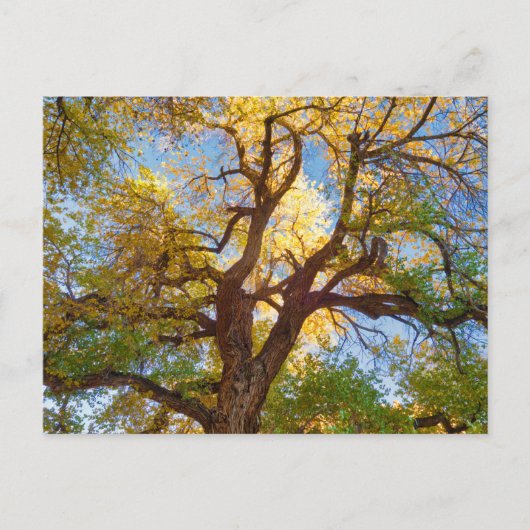 Carte Postale Arbre de Cottonwood | Parc national de Capitol Ree (Devant)