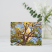 Carte Postale Arbre de Cottonwood | Parc national de Capitol Ree (Debout devant)