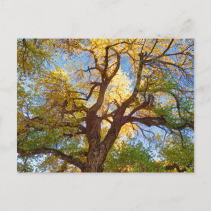 Carte Postale Arbre de Cottonwood Parc national de Capitol Ree