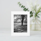 Carte Postale Arbre de Culver (Debout devant)