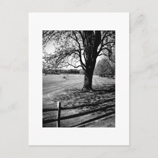 Carte Postale Arbre de Culver (Devant)