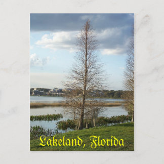 Carte Postale Arbre de Floride Lakeland près du lac 008