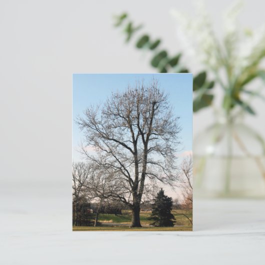 Carte Postale Arbre de gomme doux (Debout devant)