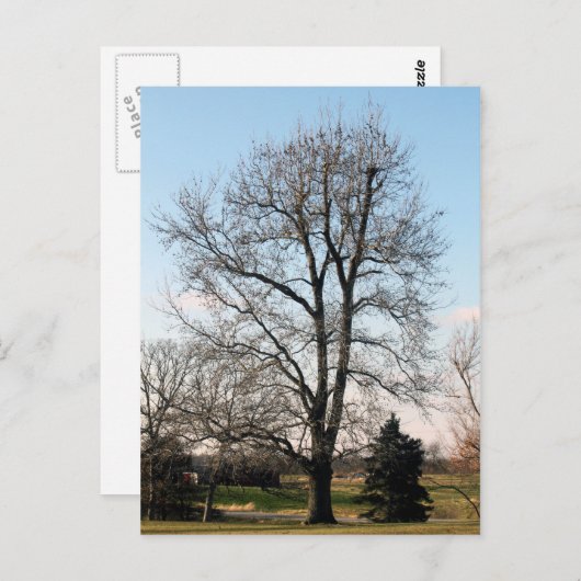 Carte Postale Arbre de gomme doux (Devant / Derrière)